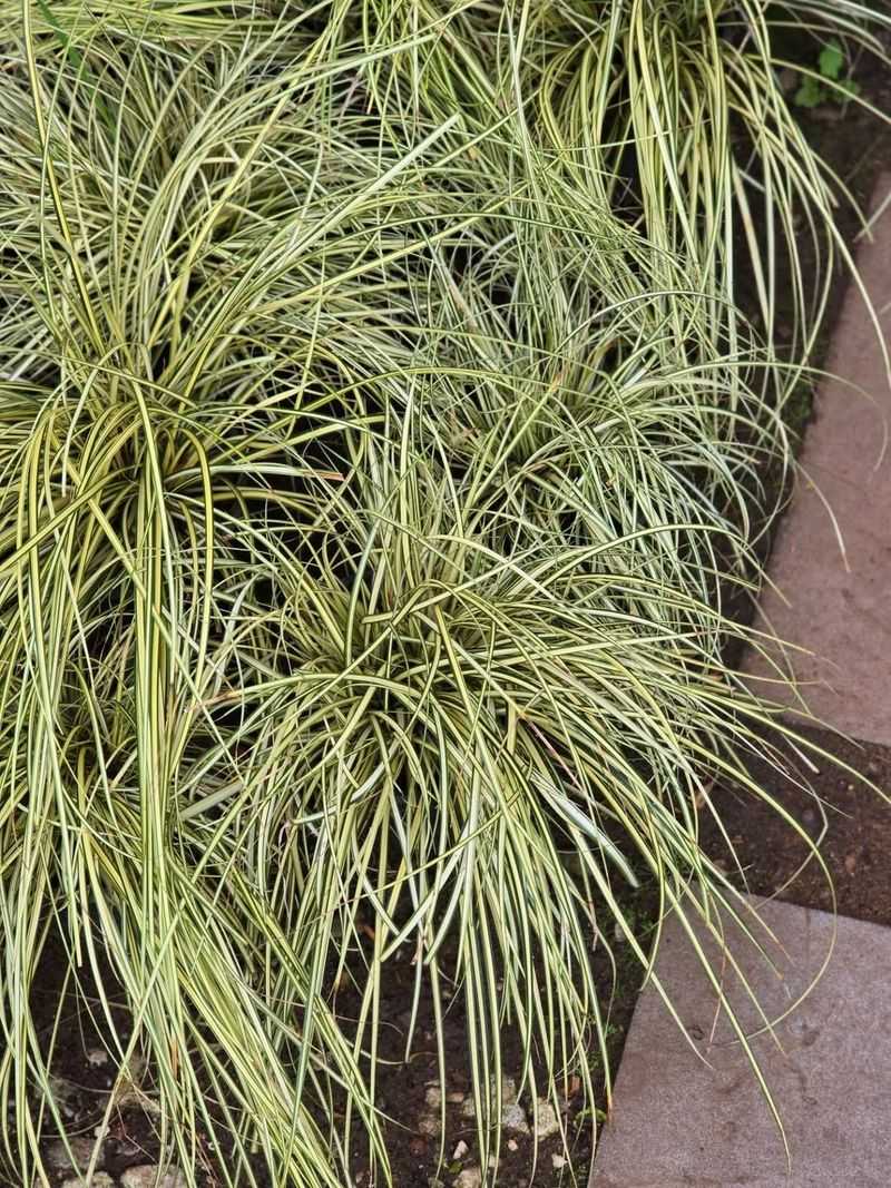 Variegated Japanese Sedge (Carex morrowii)