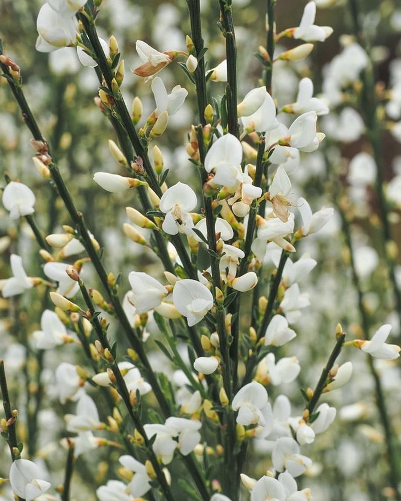 Scotch Broom (Cytisus scoparius)