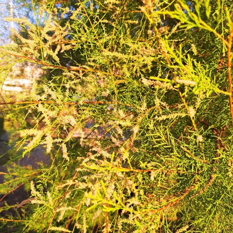 Tamarisk Shrubs