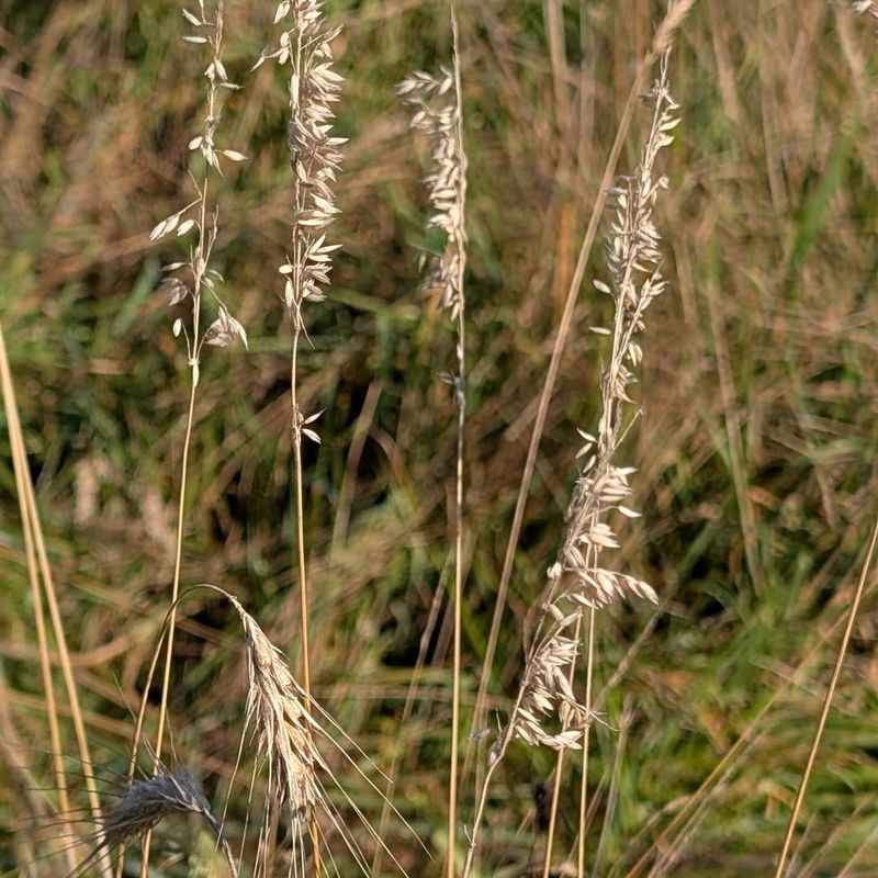 Soil Health Improvement Through Deep Roots