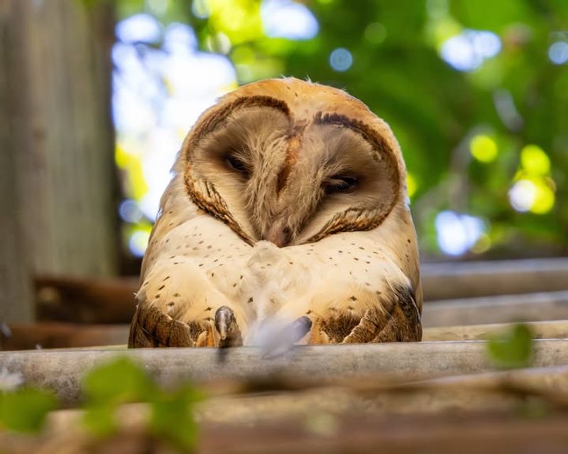 Barn Owl