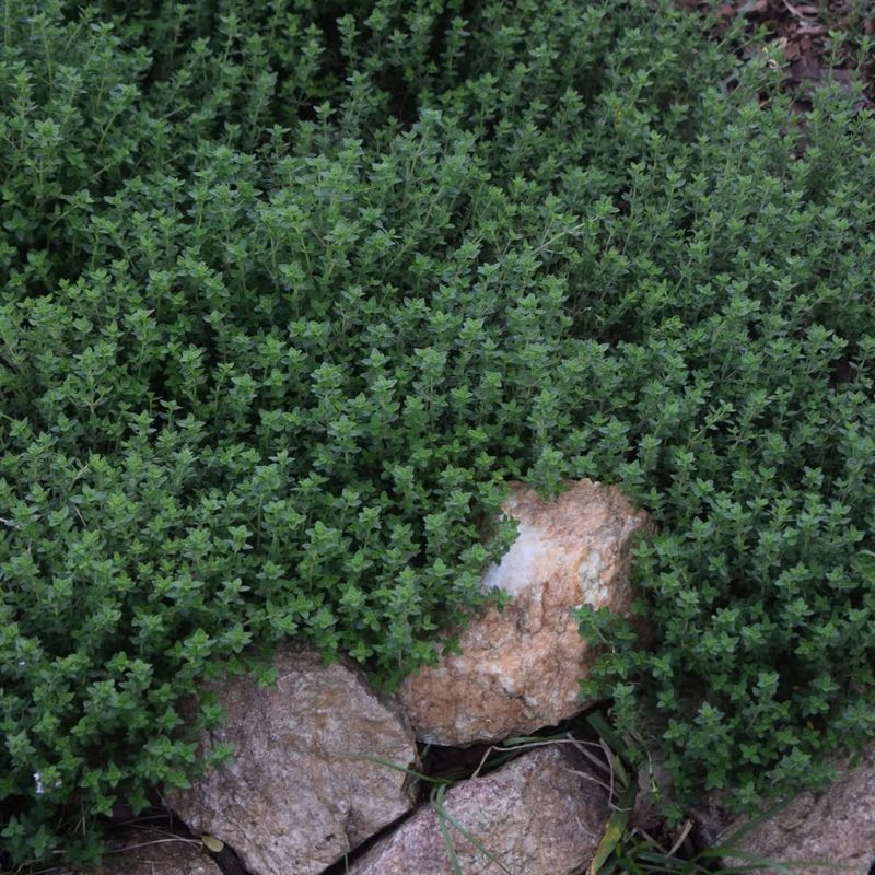 Thyme