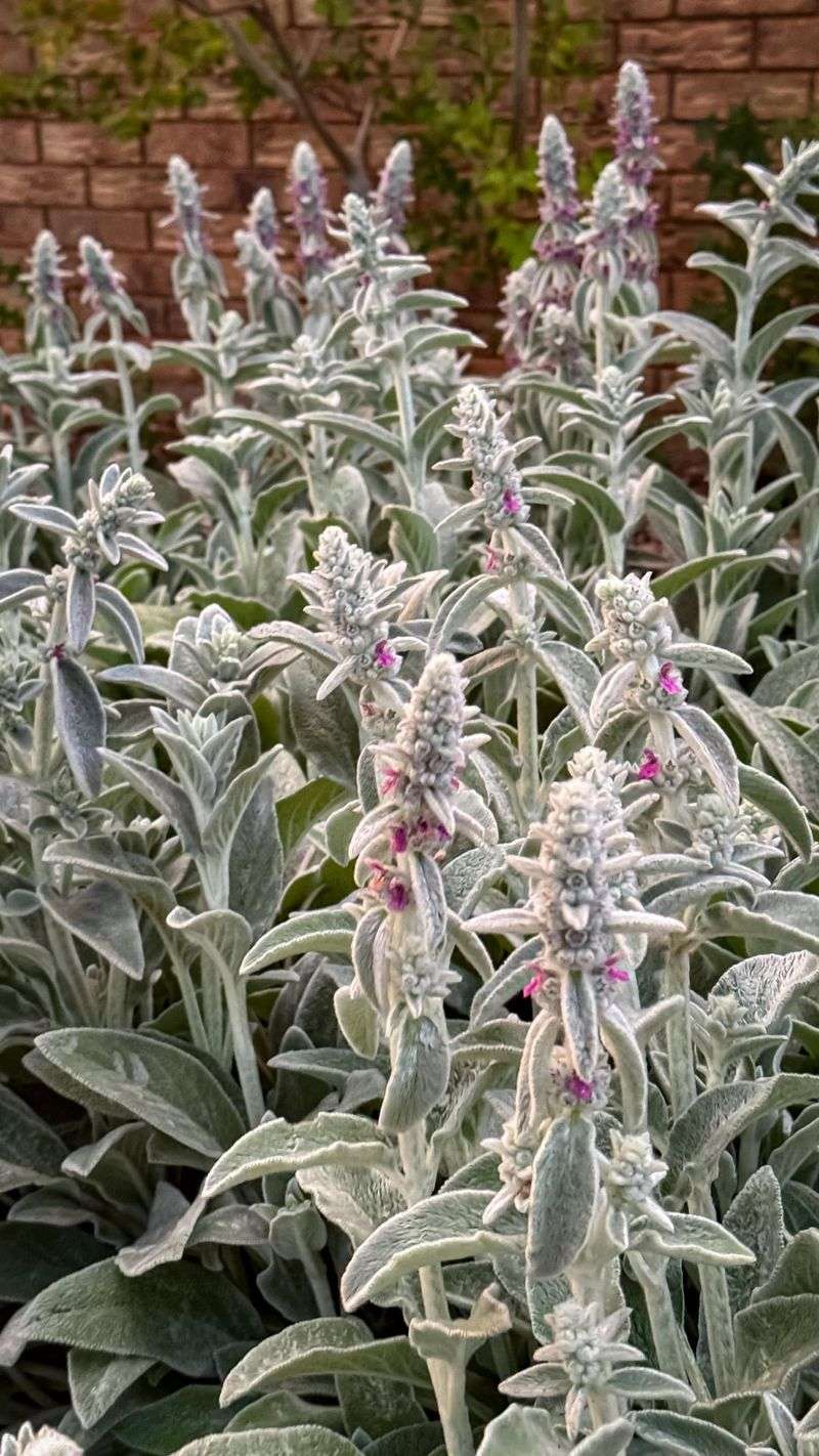 Lamb's Ear