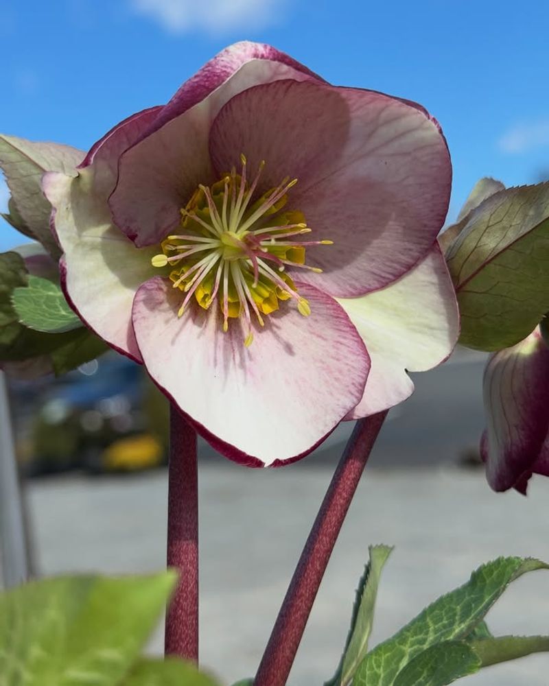 Hellebore