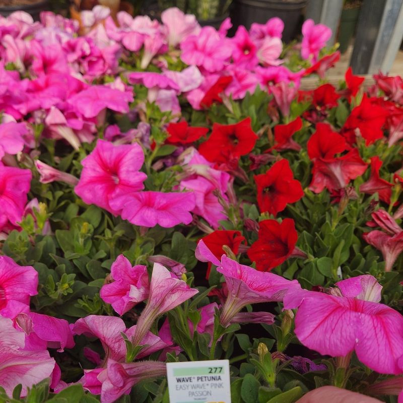 Hummingbirds Visit Frequently For Nectar