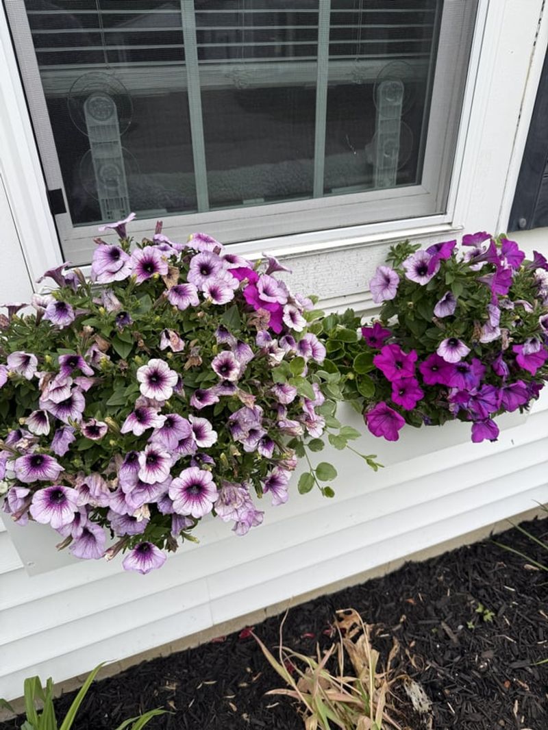 Versatile Container Options