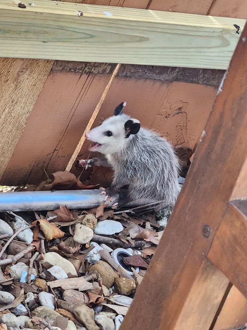 Non-Aggressive and Temporary Visitors