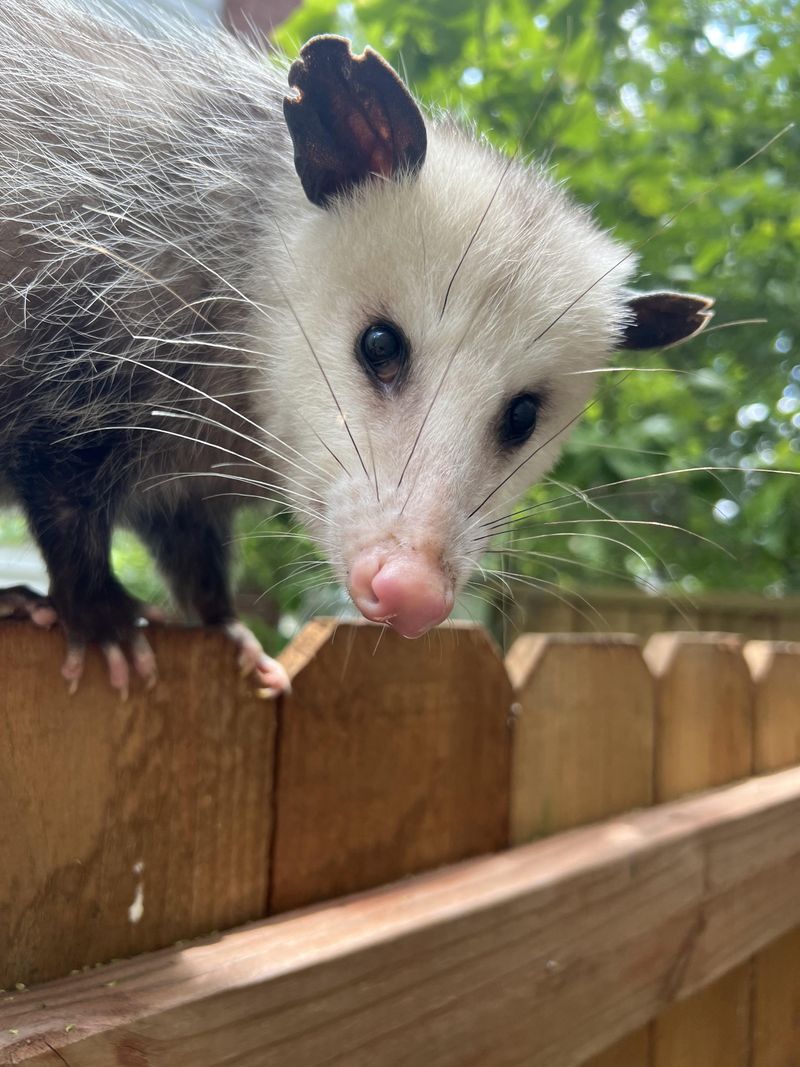 Teaching Moment For Kids About Wildlife Coexistence