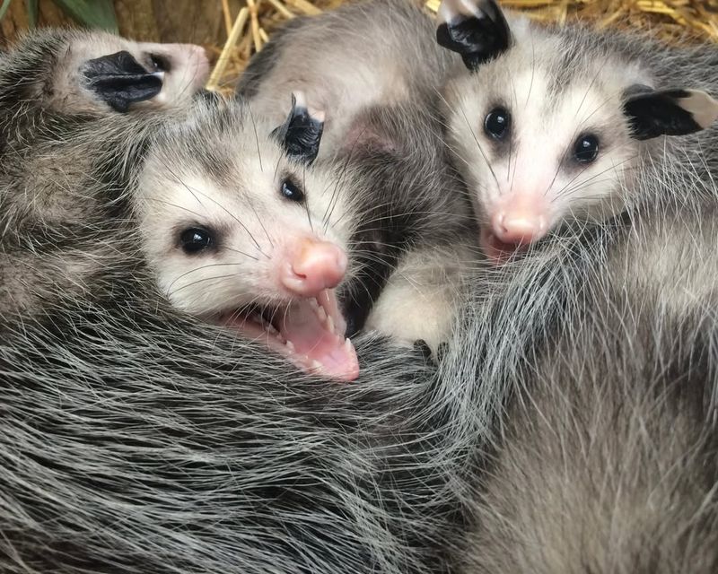 Snake Spotters With Serious Appetite