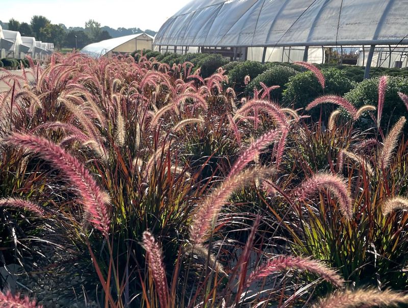 Fountain Grass (Pennisetum setaceum)