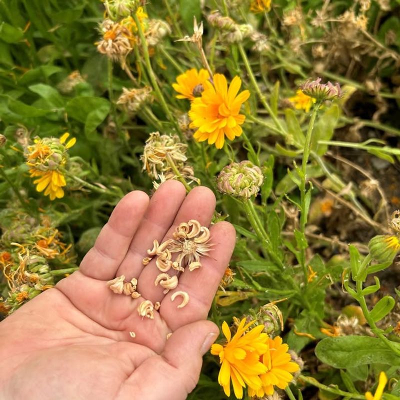 Save Seeds Only After Blooming Season Ends