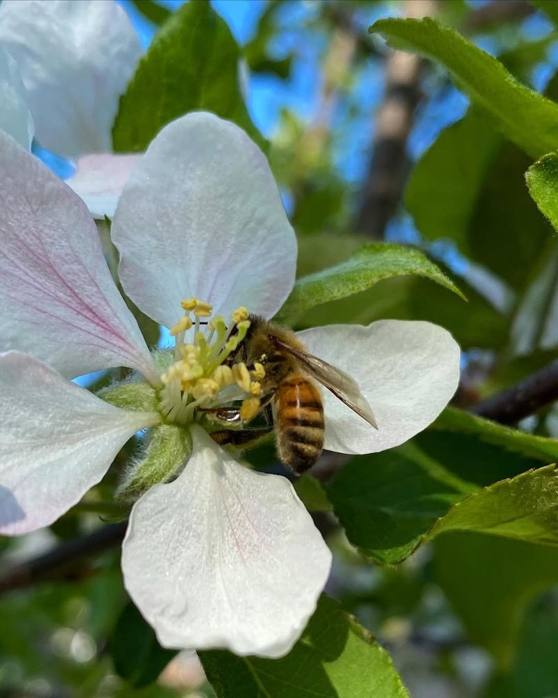Pollinator-Friendly Blossoms Support Local Ecosystems