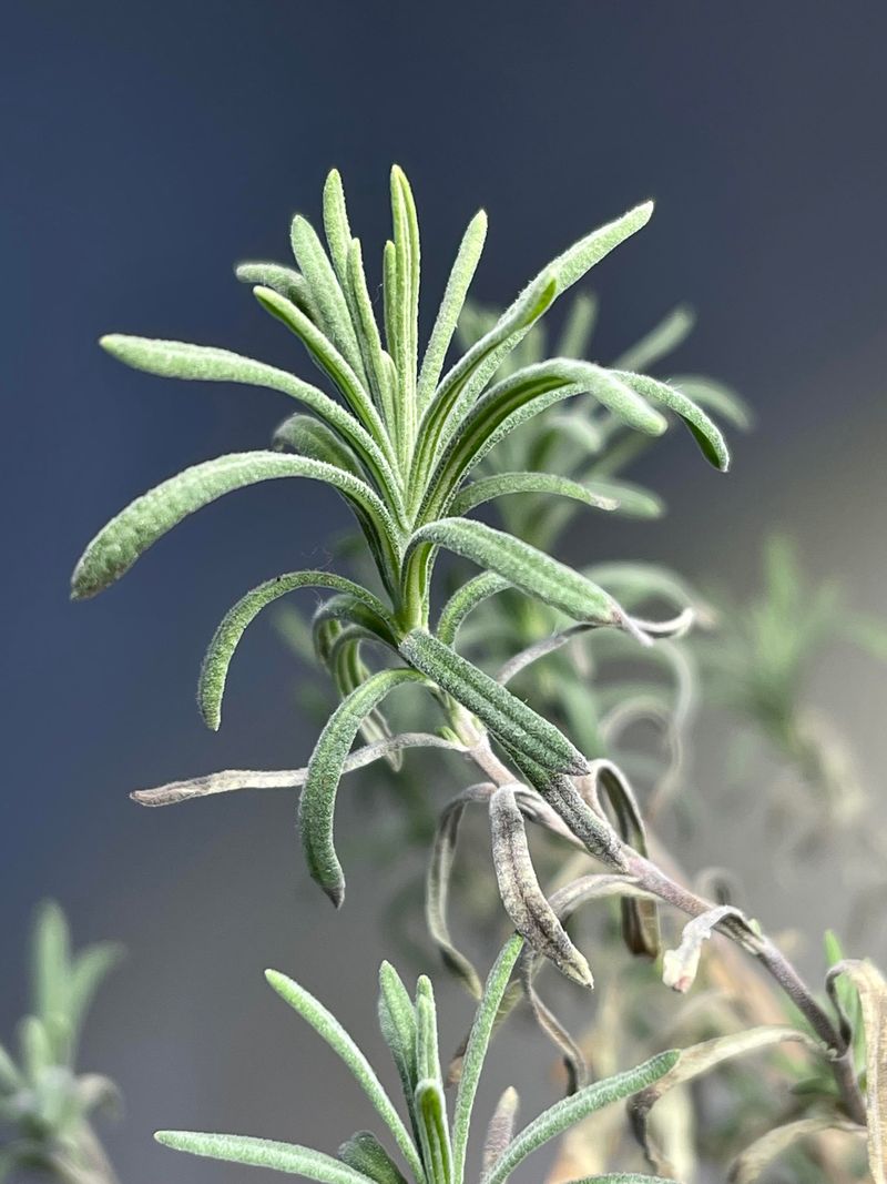 Year-Round Evergreen Foliage