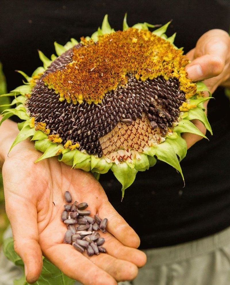 Black Oil Sunflower Seeds