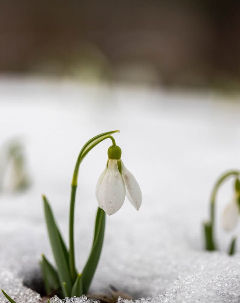 Snowdrops