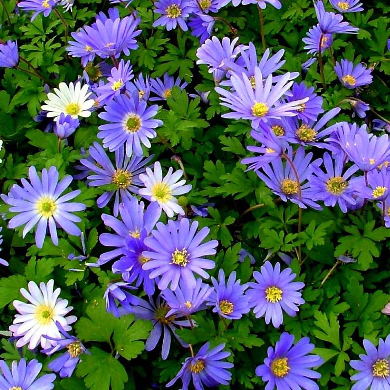 Anemone Blanda