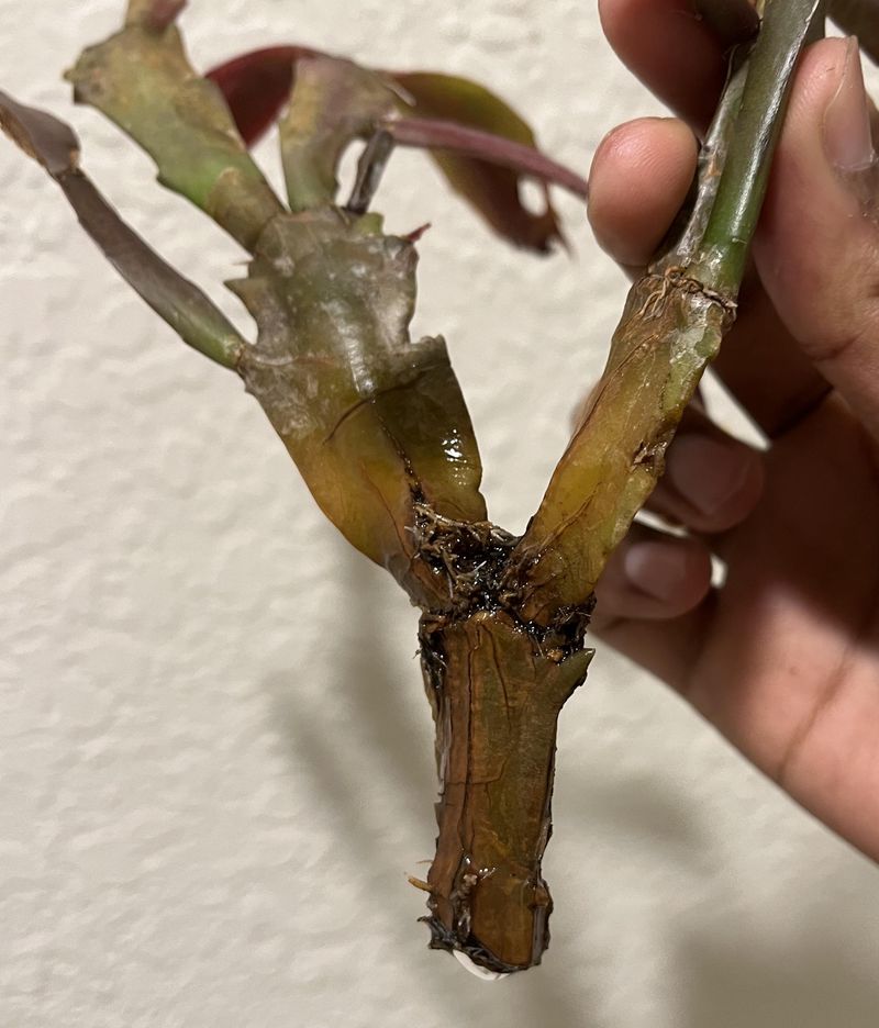Too Much Rain Causes Root Rot