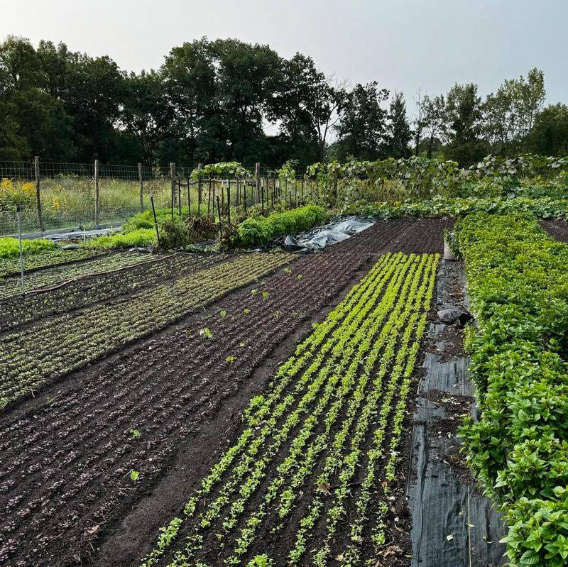 Germination Happens Reliably