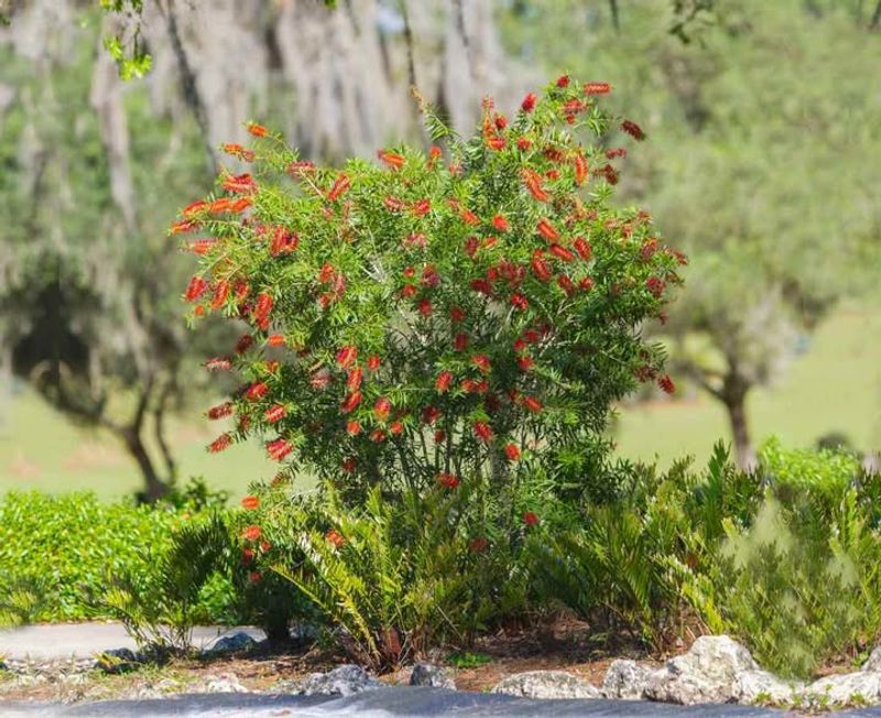 Well-Drained Soil Prevents Root Problems