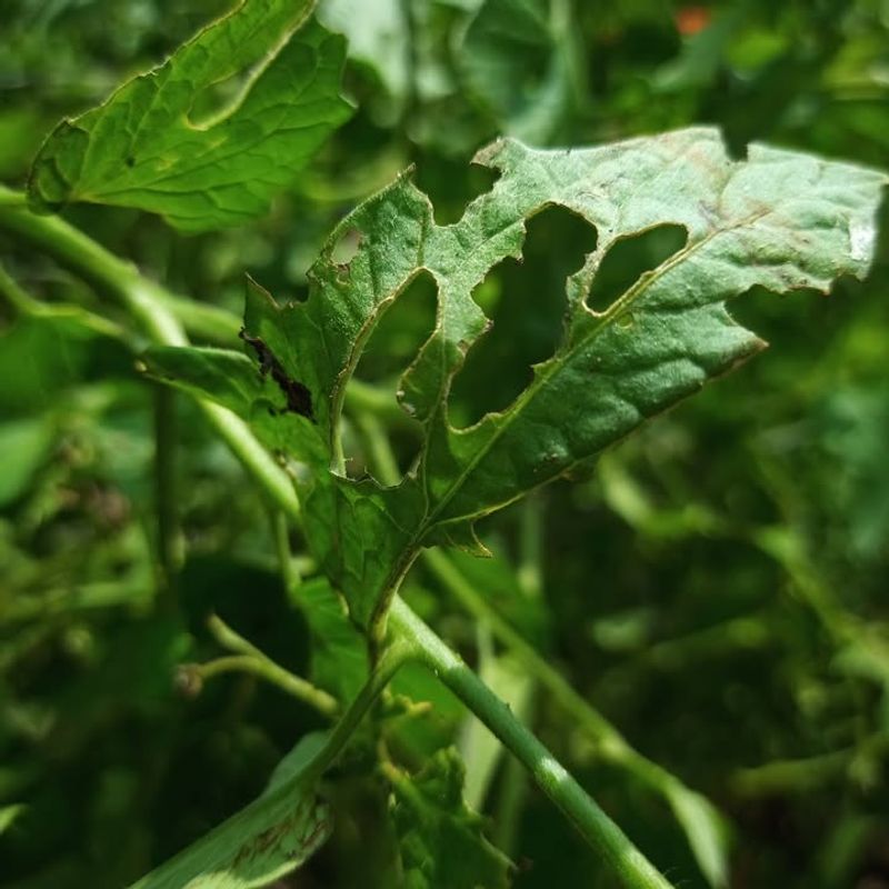 Pest And Disease Vulnerability Increases