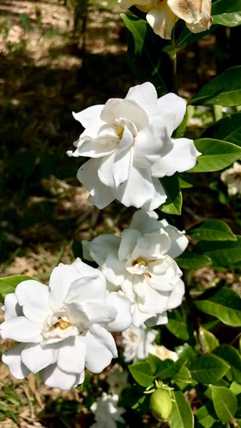 Gardenias