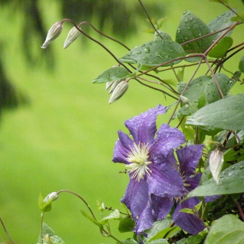 Clematis Vines