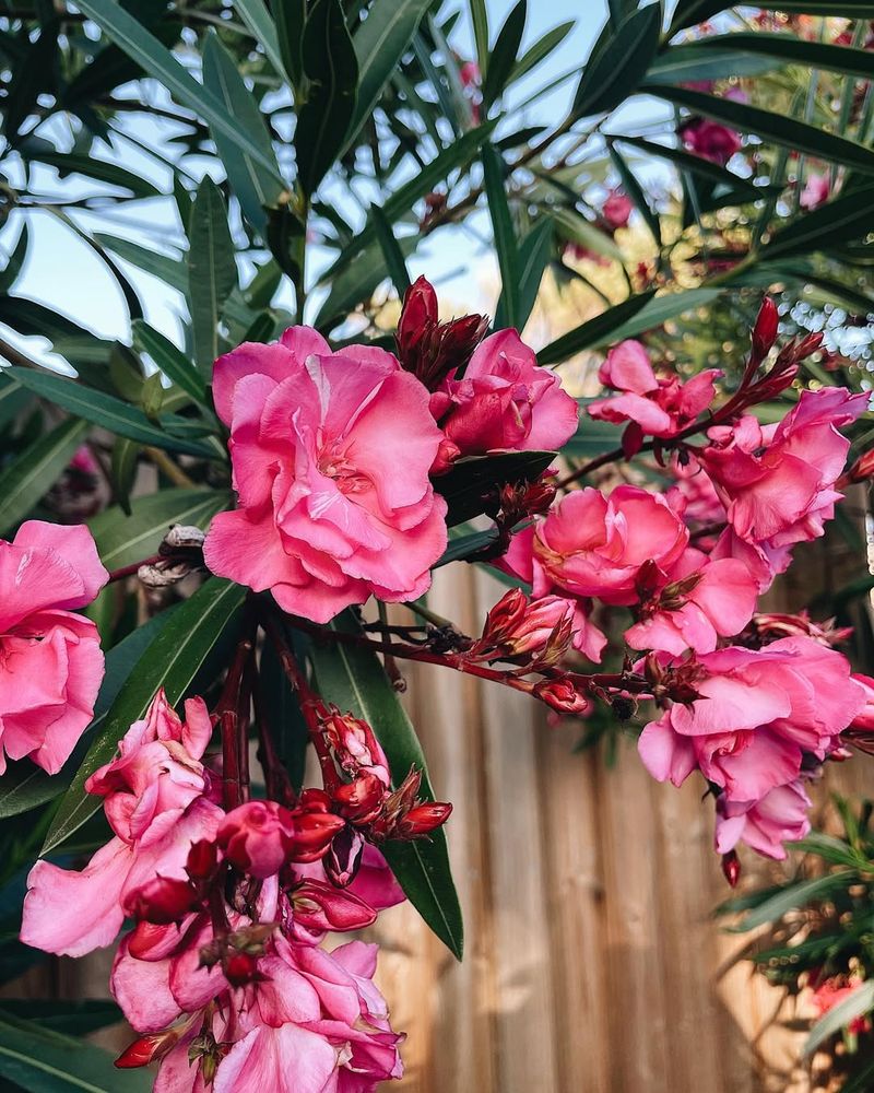 Oleander Shrubs