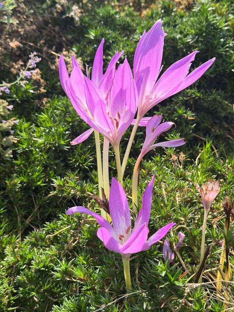 Colchicum