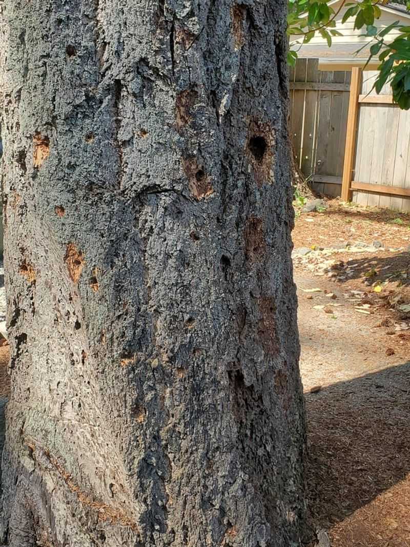 Insect Pests Burrow Deeper Without Detection