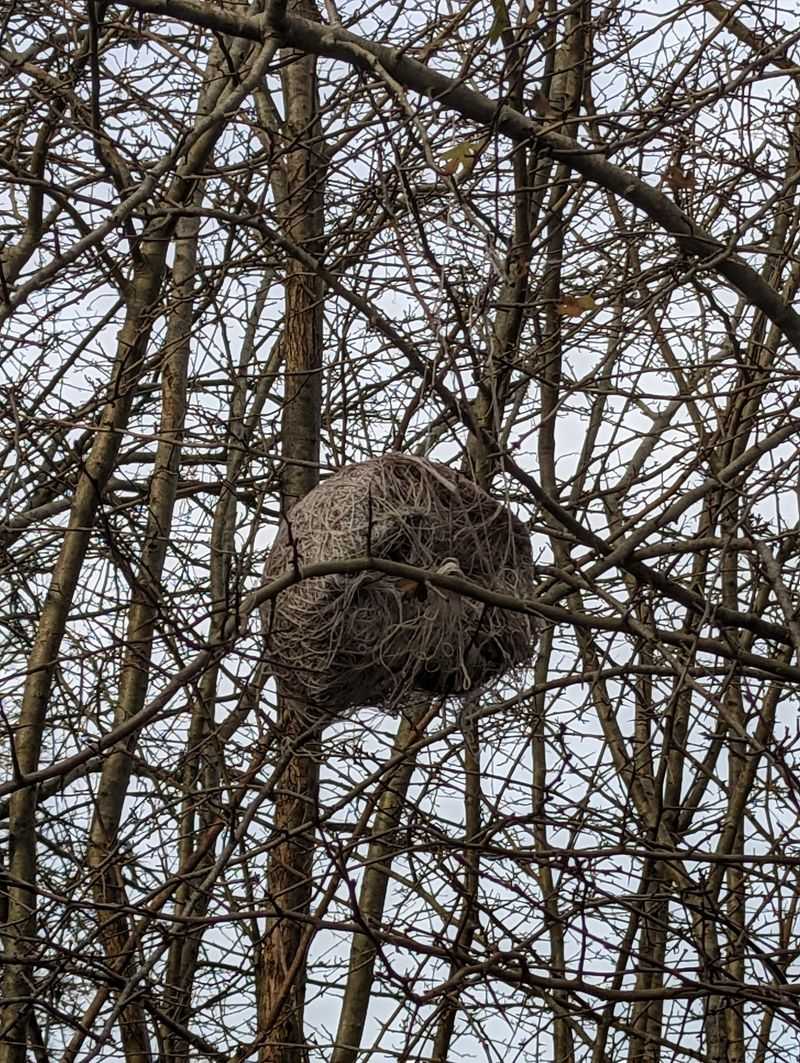 Squirrel Nests That Fool Everyone