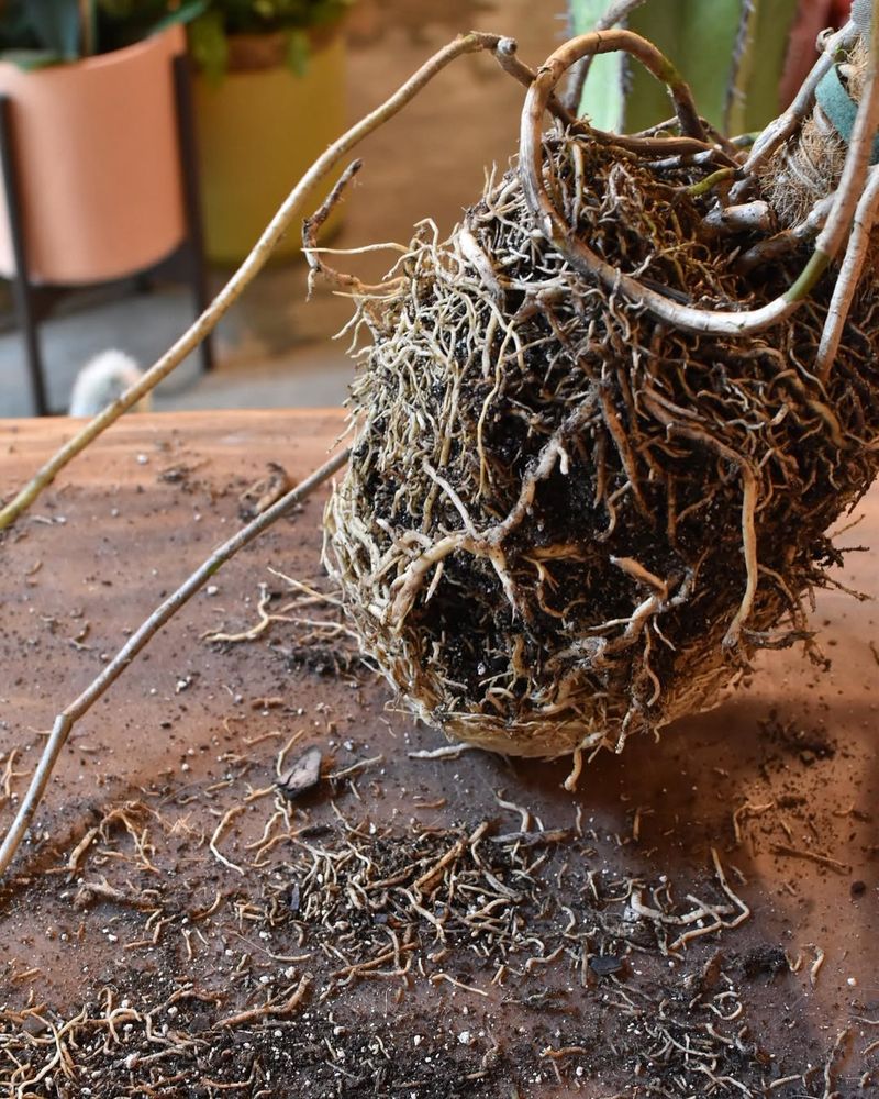 Oxygen Deprivation Suffocates Root Systems
