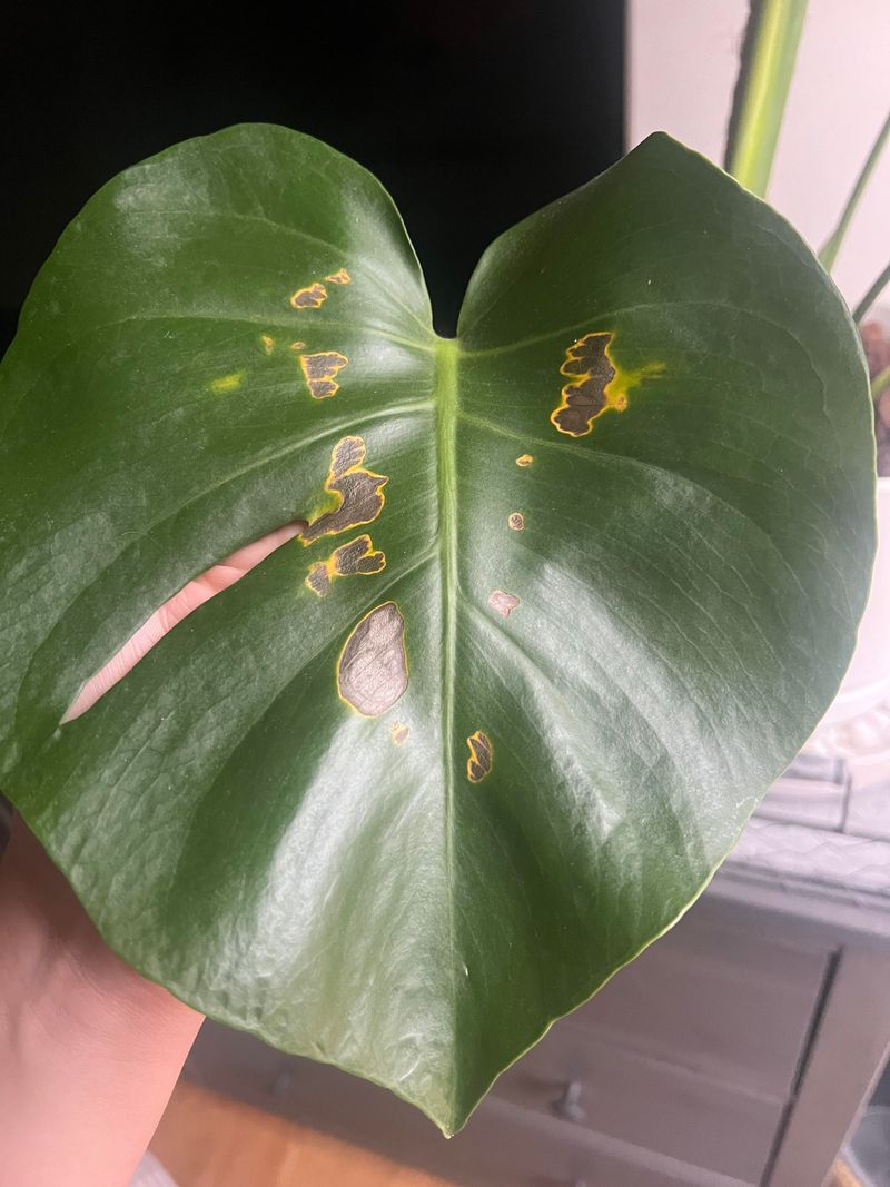 Soft Brown Spots on Leaves