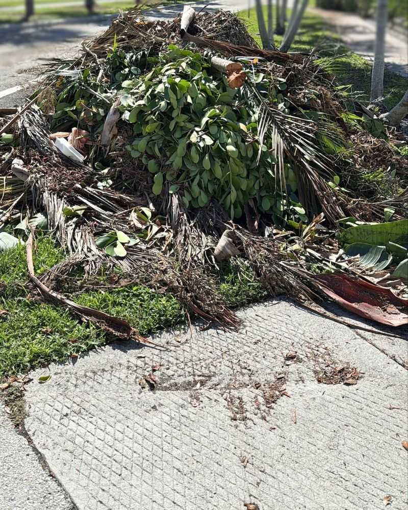 Leaf Debris Caught in Branches