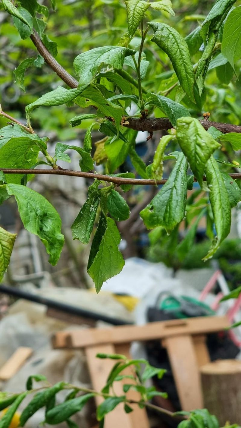 Aphids Trigger Leaf Curling Responses