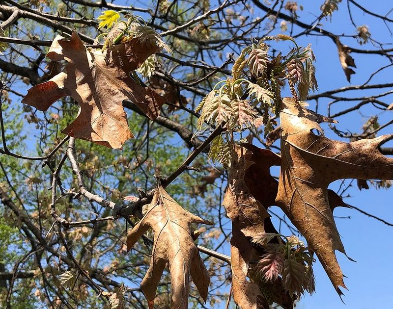 Debris Piles Up Naturally