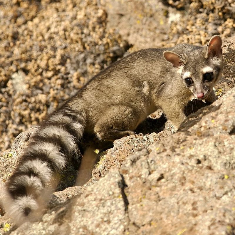 Ringtail Cats