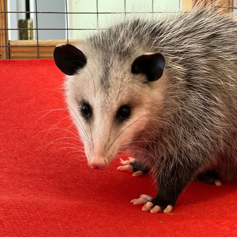 Low Rabies Risk Unlike Other Wildlife