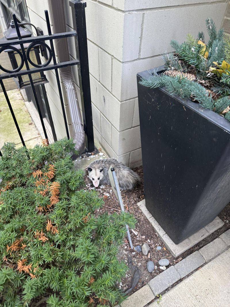 Quiet Neighbors Who Mind Their Business