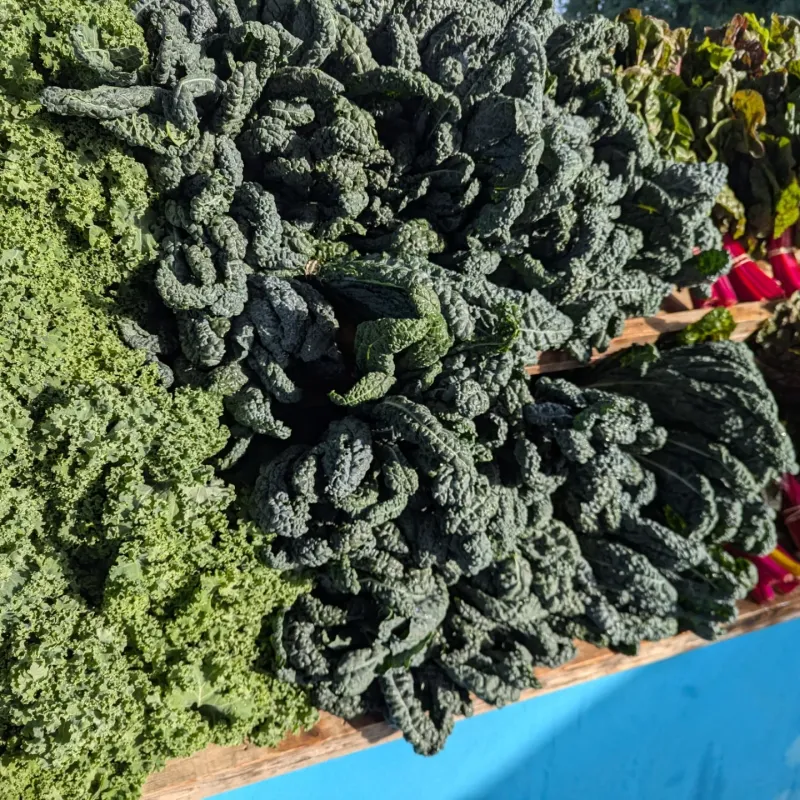 Local Markets Reward Winter Growers Handsomely