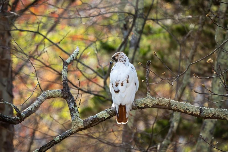 Red-Tailed Hawk