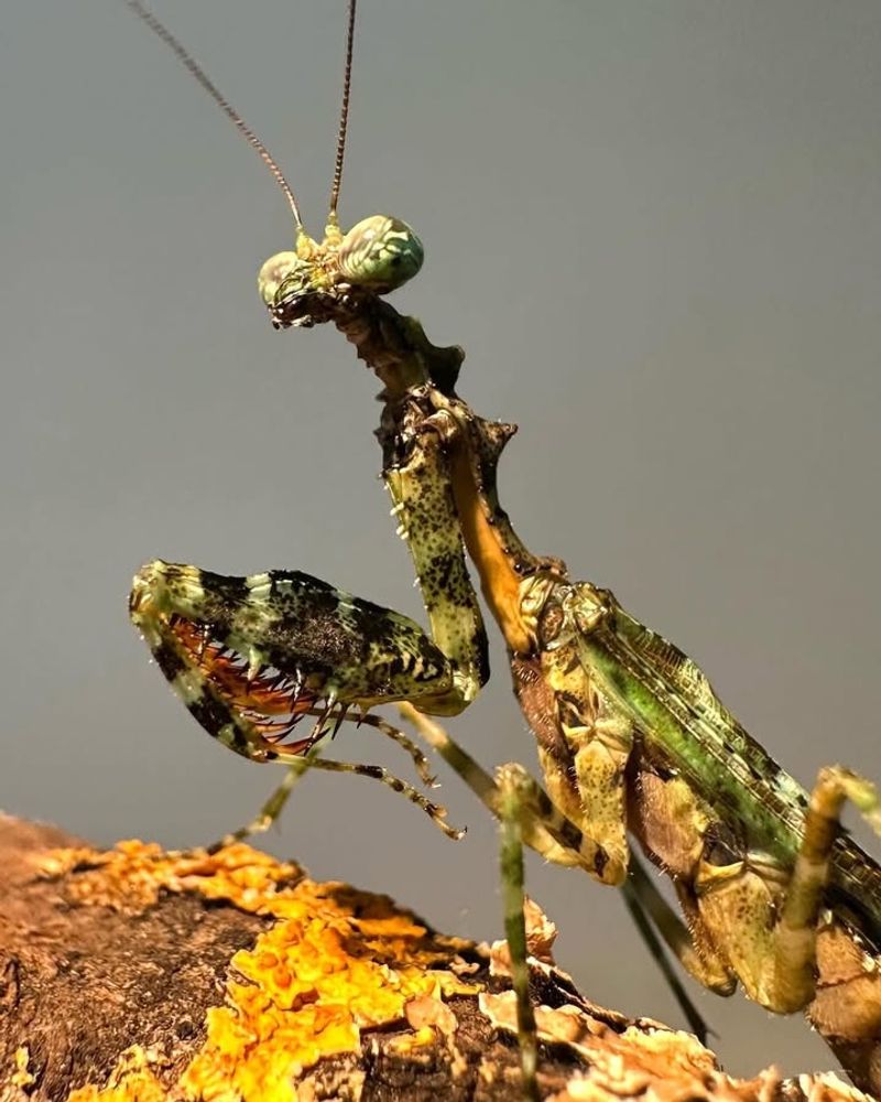Praying Mantises: Stealthy Garden Guardians