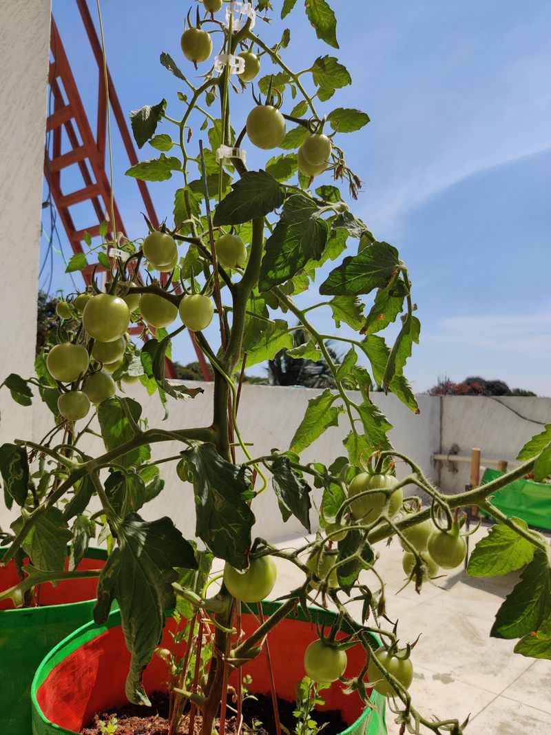 Why Banana Peels Turn Into A Shockingly Good Garden Booster