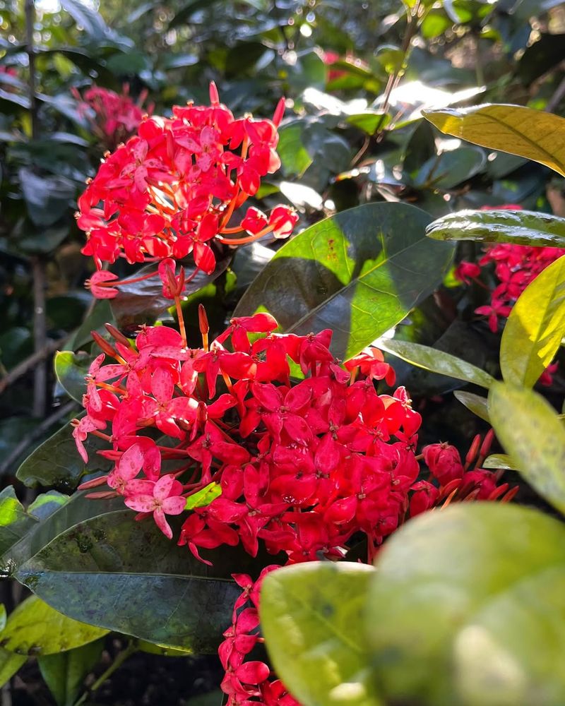 Ixora