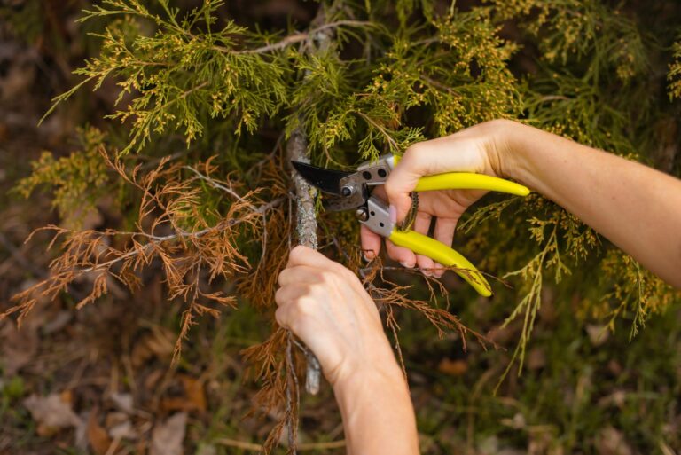cutting dry branches