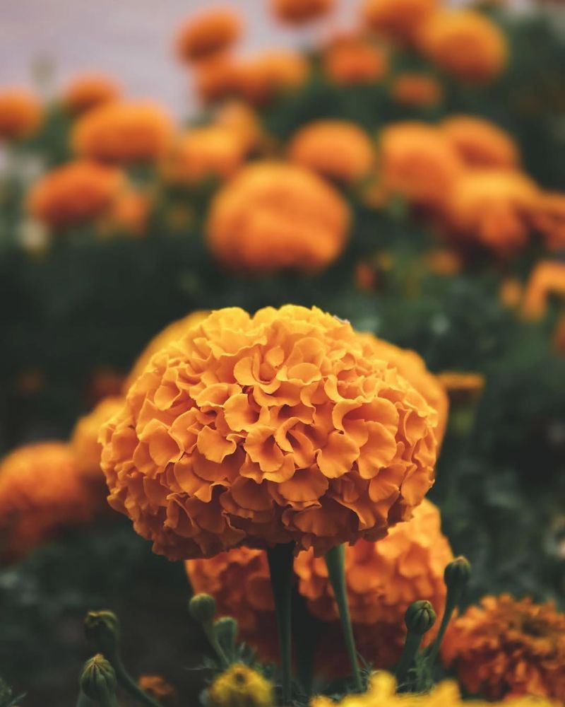 Marigolds