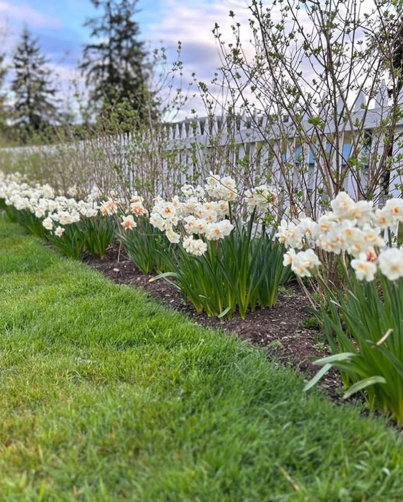 Daffodils