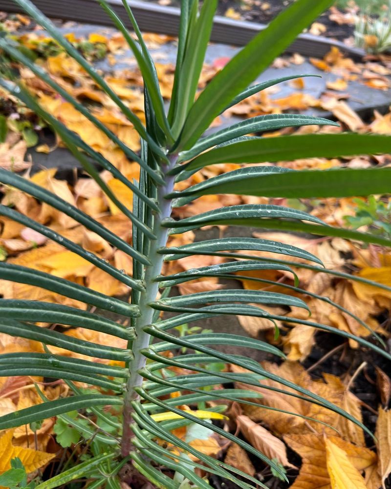 Euphorbia Lathyris