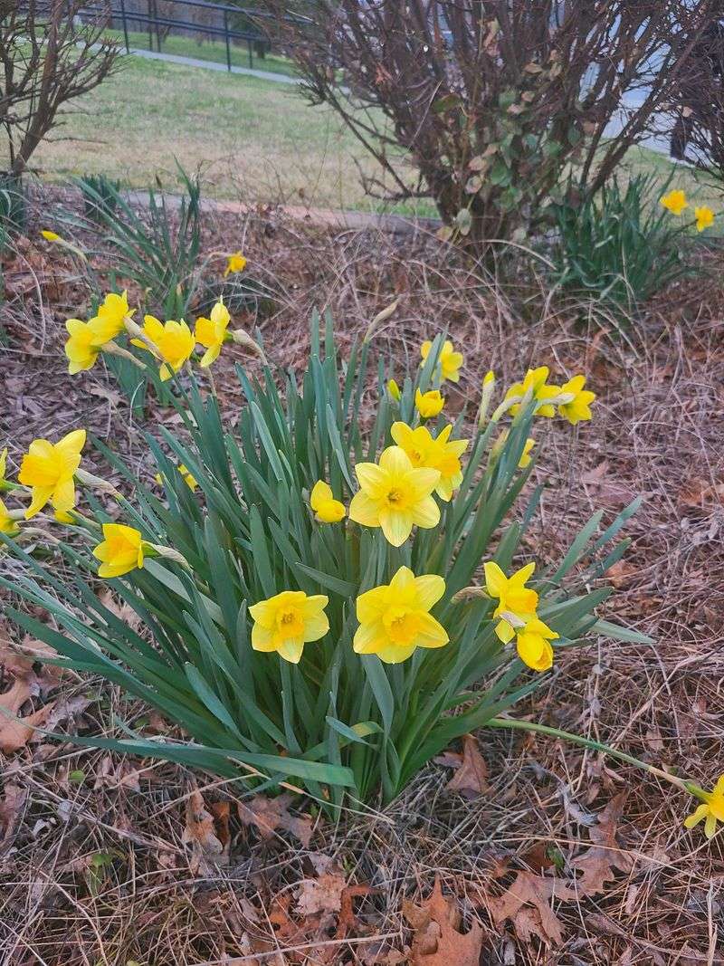 Daffodils