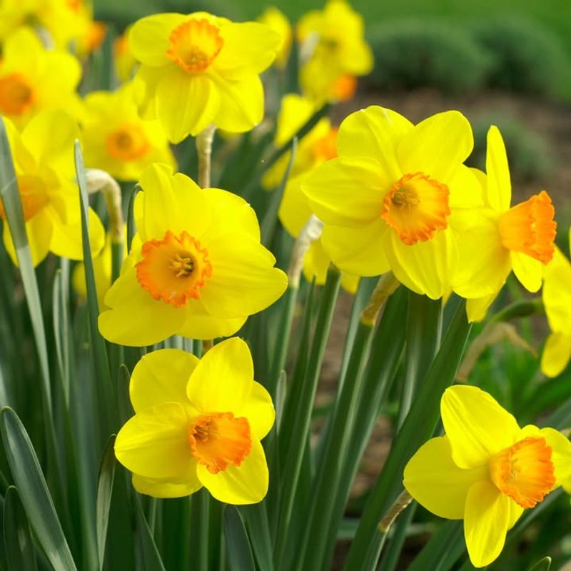 Daffodils