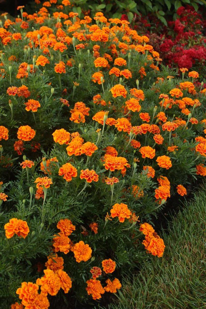 Marigolds